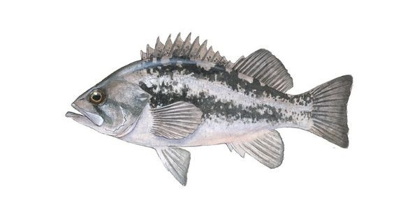 Black rockfish